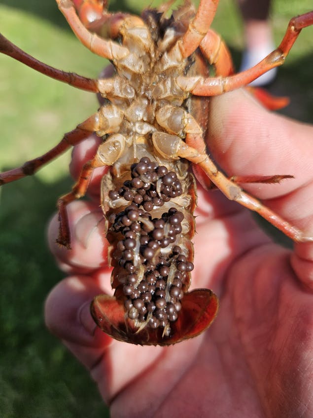Vrouwtjeskreeft met eieren